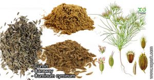 Cumin - Cuminum cyminum - Caraway - Apiacées (Ombellifères)