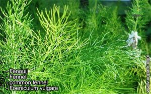 Fenouil - Foeniculum vulgare - Fennel - common fennel