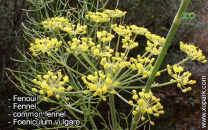 Fenouil - Foeniculum vulgare - Fennel - common fennel