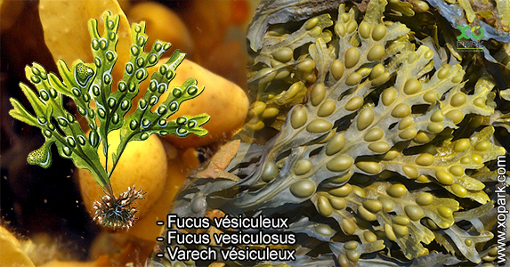 Fucus vésiculeux - Fucus vesiculosus - Varech vésiculeux