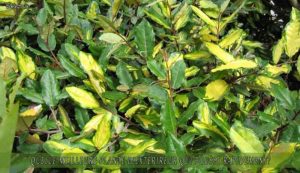 Eleagnus une des meilleure plante d'extérieur qui pousse rapidement