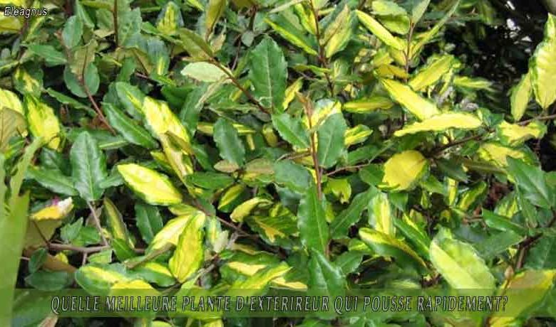 Eleagnus   : meilleure plante d'extérieur qui pousse rapidement