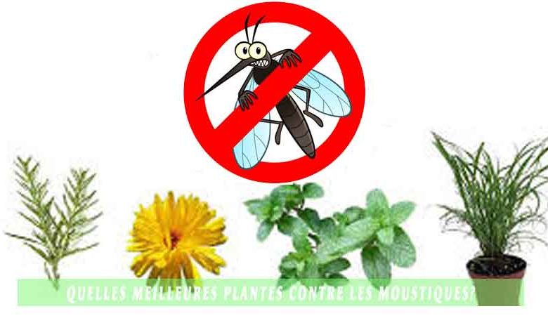 Quelles meilleures plantes contre les moustiques?