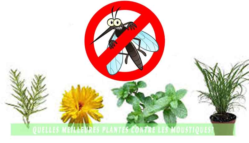 Quelles meilleures plantes contre les moustiques?