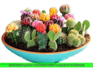 Cactus du désert