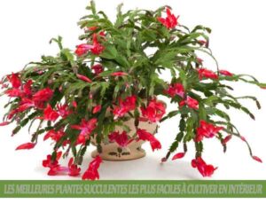 Schlumbergera buckleyi - Les meilleures plantes succulentes les plus faciles à cultiver en intérieur