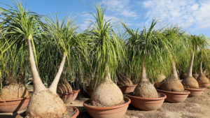 Les meilleures plantes succulentes les plus faciles à cultiver en intérieur-11- Ponytail Palm (Beaucarnea recurvata)