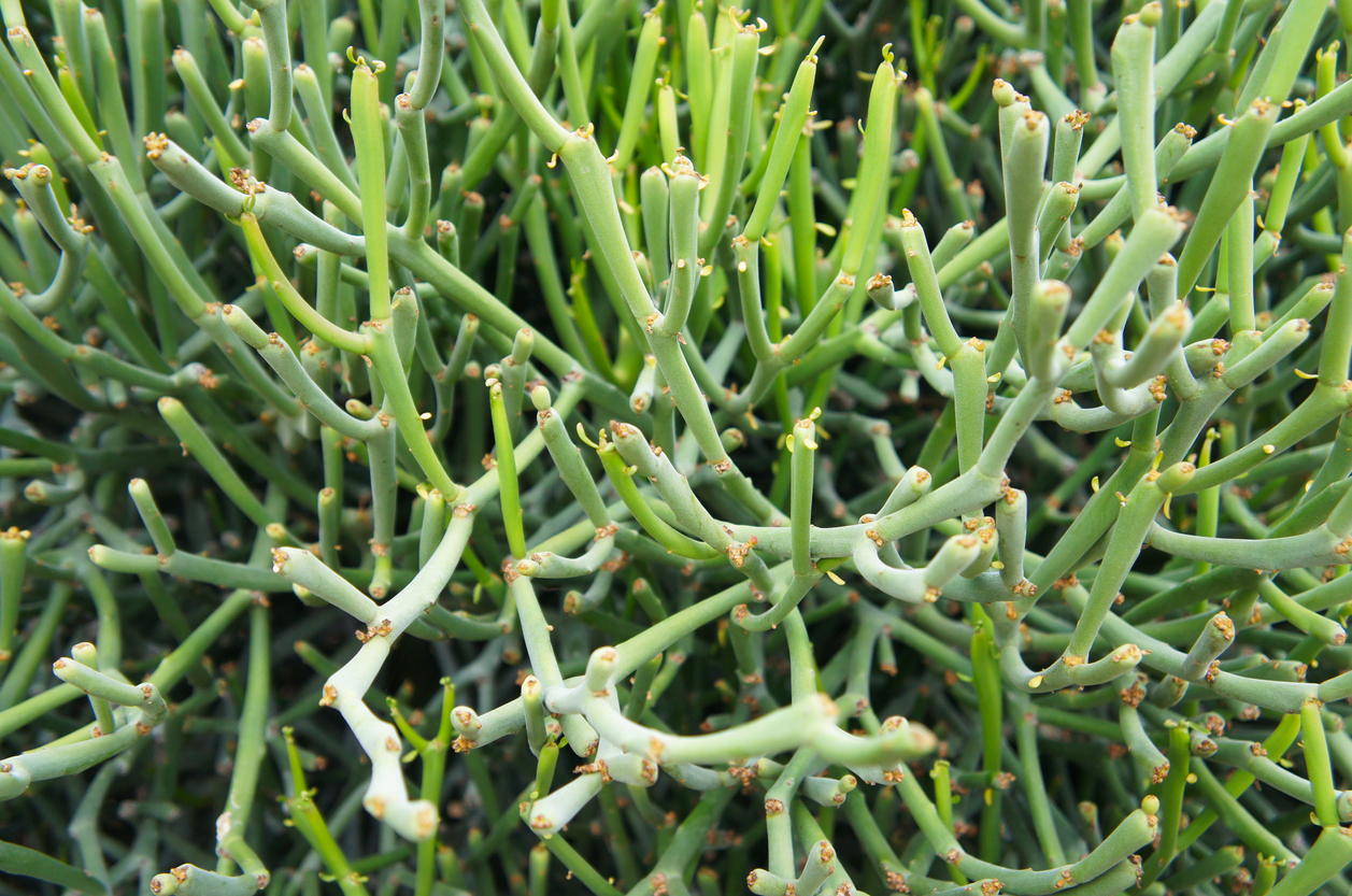 Les meilleures plantes succulentes les plus faciles à cultiver en intérieur-15- Pencil Cactus (Euphorbia tirucalli)
