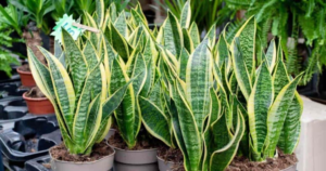 Les meilleures plantes succulentes les plus faciles à cultiver en intérieur-16- Snake Plant (Dracaena trifasciata) - Plante serpent,