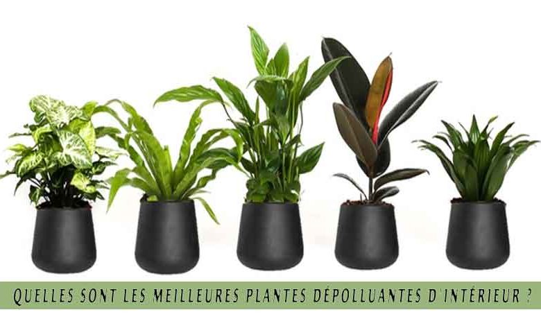 Quelles sont les meilleures plantes dépolluantes d'intérieur ?
