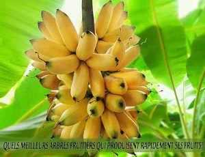 Banana - Banane - Quel meilleur arbre fruitier qui produise rapidement ses fruits