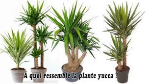 À quoi ressemble la plante yucca?