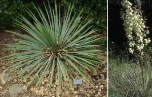 À quoi ressemble la plante yucca
