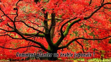 Comment planter un érable japonais?