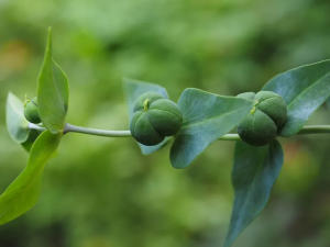 Quelle est la plante la plus toxique au monde-13-Tártago (Euphorbia lathyris)