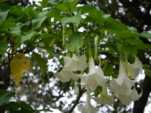 Quelle est la plante la plus toxique au monde-14-Floripondio ou trompette des anges