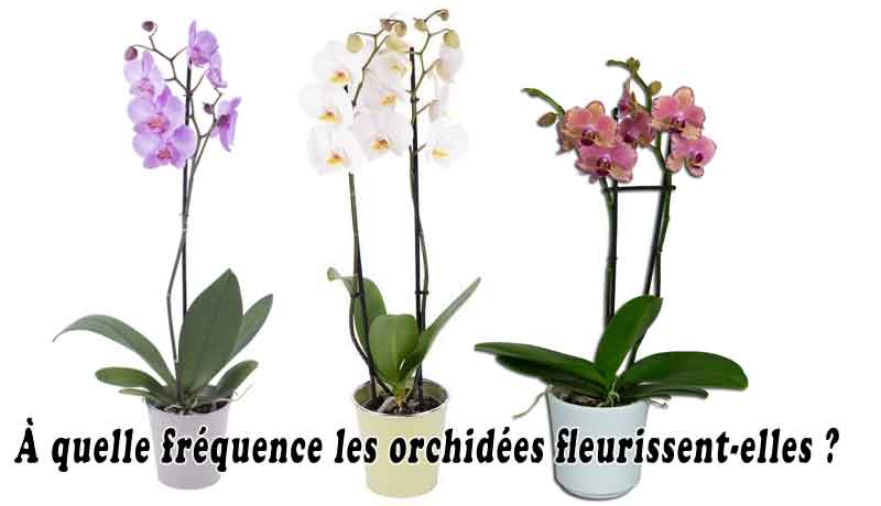 À quelle fréquence les orchidées fleurissent-elles ?