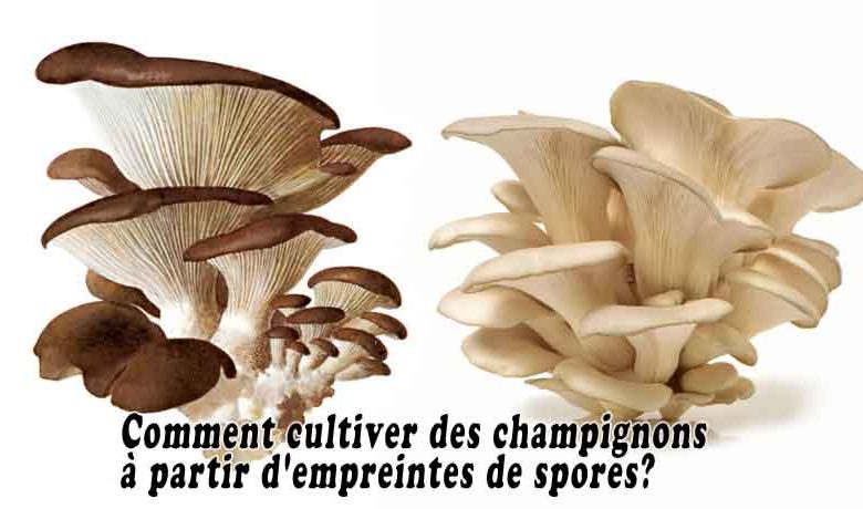 Comment cultiver des champignons à partir d'empreintes de spores?