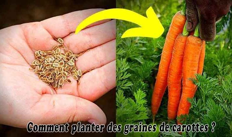 Comment planter des graines de carottes ?