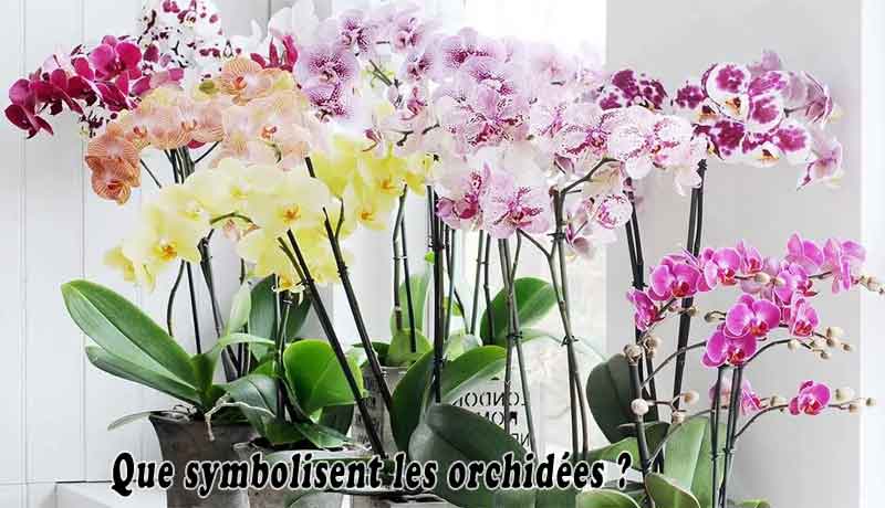 Que symbolisent les orchidées