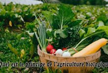 Quel est le principe de l'agriculture biologique ?