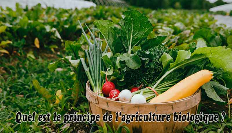 Quel est le principe de l'agriculture biologique ?