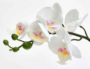 Quelle est la couleur des orchidées qui portent chance ? -Orchidées blanches