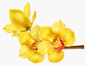 Quelle est la couleur des orchidées qui portent chance -Orchidées jaunes