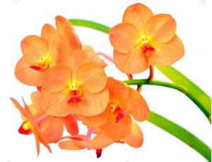 Quelle est la couleur des orchidées qui portent chance -Orchidées orange