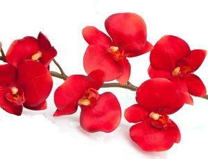 Quelle est la couleur des orchidées qui portent chance -Orchidées rouges