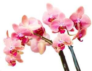 Quelle est la couleur des orchidées qui portent chance - Orchidées roses