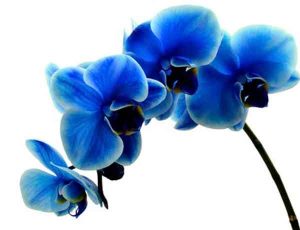 Quelle est la couleur des orchidées qui portent chance- Orchidées bleues