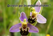 Qu'est-ce que les orchidées attirent ?