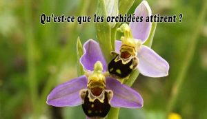 Qu'est-ce que les orchidées attirent ?
